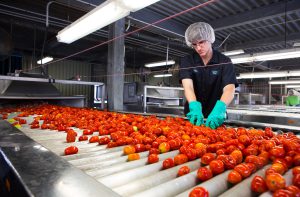 Tomato paste industry