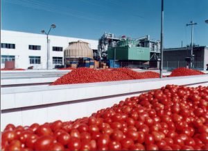 How is tomato paste processed in a factory