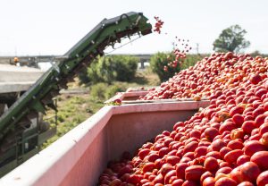 How is tomato paste made