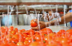 Tomato paste processing