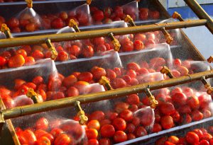 Tomato paste processing