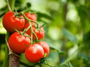 Tomato in season