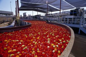 Tomato paste processing